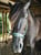 Horse ad
