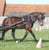Horse ad