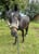 Horse ad