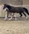 Horse ad