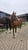 Annuncio cavallo