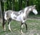 Annuncio cavallo