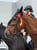 Annuncio cavallo