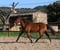 Annonce cheval