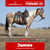 Horse ad
