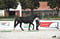 Horse ad