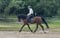 Annuncio cavallo