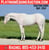 Horse ad