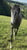 Horse ad