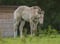 Horse ad