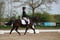 Annuncio cavallo