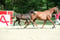Horse ad