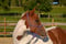 Anuncio de caballos