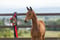 Horse ad