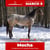 Horse ad