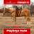 Horse ad