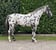 Annuncio cavallo