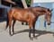 Annuncio cavallo