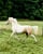 Annuncio cavallo