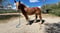 Annuncio cavallo