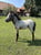 Horse ad