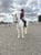 Annuncio cavallo