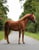 Horse ad