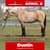 Paardadvertentie