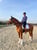 Horse ad