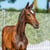 Horse ad