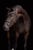 Annuncio cavallo