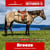 Paardadvertentie