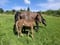 Horse ad