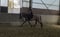 Annuncio cavallo
