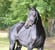 Horse ad