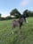 Horse ad