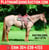 Horse ad