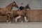 Annuncio cavallo