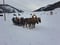 Annuncio cavallo