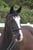 Horse ad