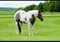 Horse ad