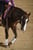 Horse ad