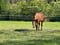 Horse ad