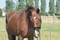 Horse ad