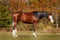 Annuncio cavallo