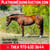 Horse ad