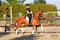 Horse ad