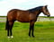 Horse ad