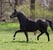 Annuncio cavallo