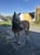 Annuncio cavallo